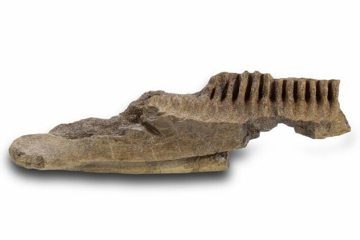 Fossil Dinosaur (Triceratops) Jaw Section - Wyoming #382560